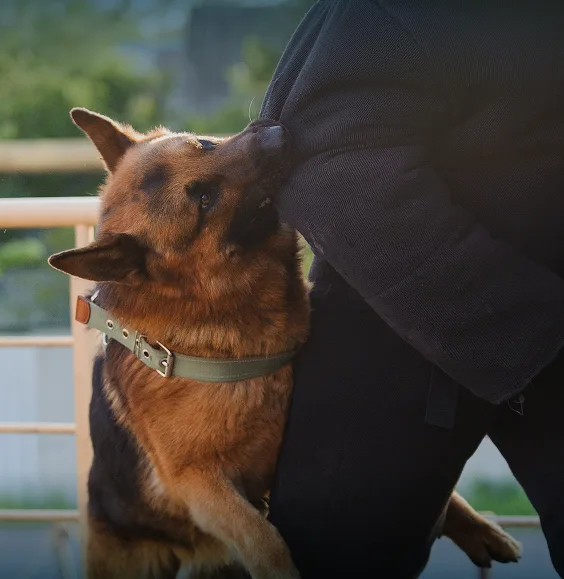 img2 - Joshua Branch